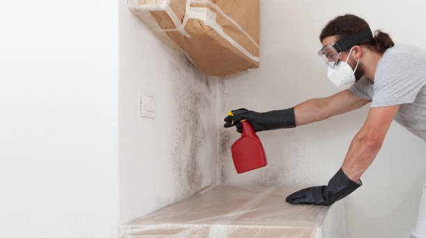 Professional Attic Mold Remediation technician working in Whiteford, MD